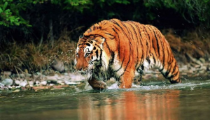 Baby elephant killed by tiger in Bandhavgarh