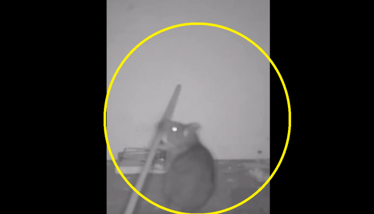 Rat Using Tools Amazing: Watch rat deactivate trap using tool, enjoys meal | Catch News