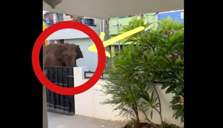 Lost in Urban Maze: Elephant's heartbreaking quest for home ...