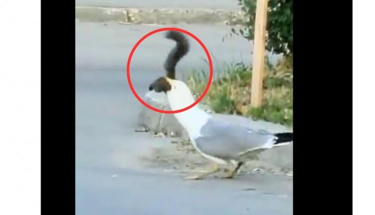 Video captures seagull devouring squirrel, revealing versatile feeding ...