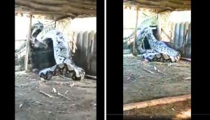 Shocking Video: Giant Serpent Captured After Swallowing Bait, Onlookers Compare to Anaconda!