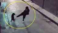Instant Karma Strikes: Man’s Attempt to Kick Stray Dog Backfires!