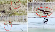 Shocking Video: Eagle Tries to Snatch Child, Bystander’s Quick Action Saves the Day!