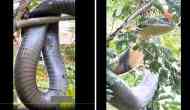 Perfect Rescue: King Cobra Safely Extracted from Agumbe Ghat Residential Area in Karnataka