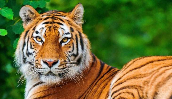 International Tiger Day: 97% of wild tigers lost in the last century ...