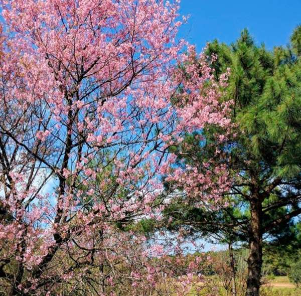 In photos: India's First Cherry Blossom Festival | catchnews